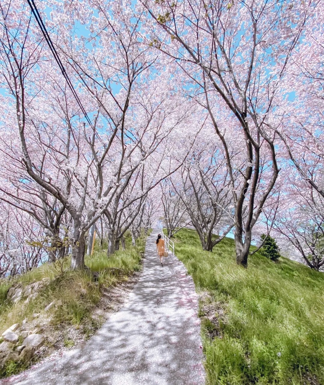 丸山 純恵